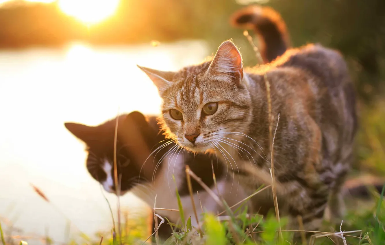 Photo wallpaper cat, cat, pair
