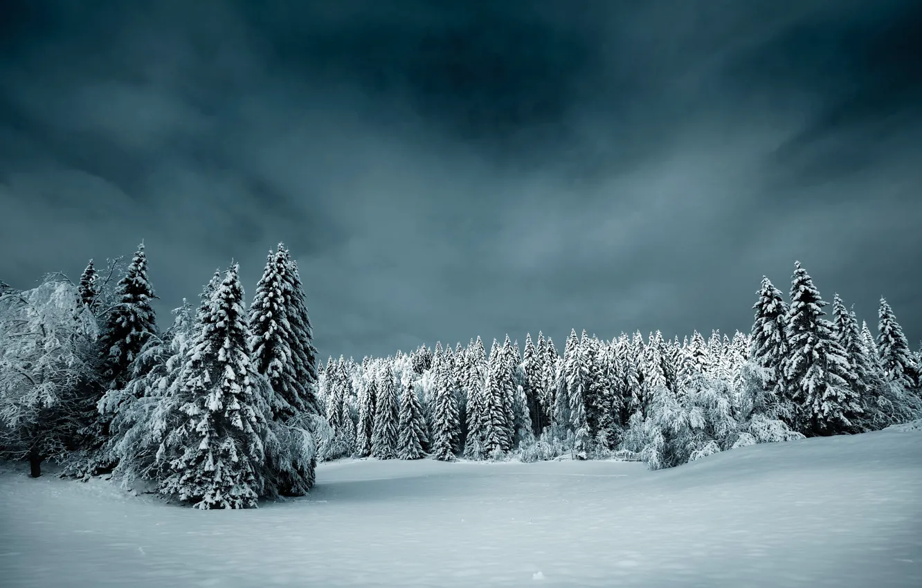 Photo wallpaper forest, snow, storm, pine
