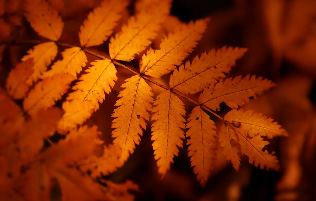 Photo wallpaper autumn, orange, sheet, rowan trees