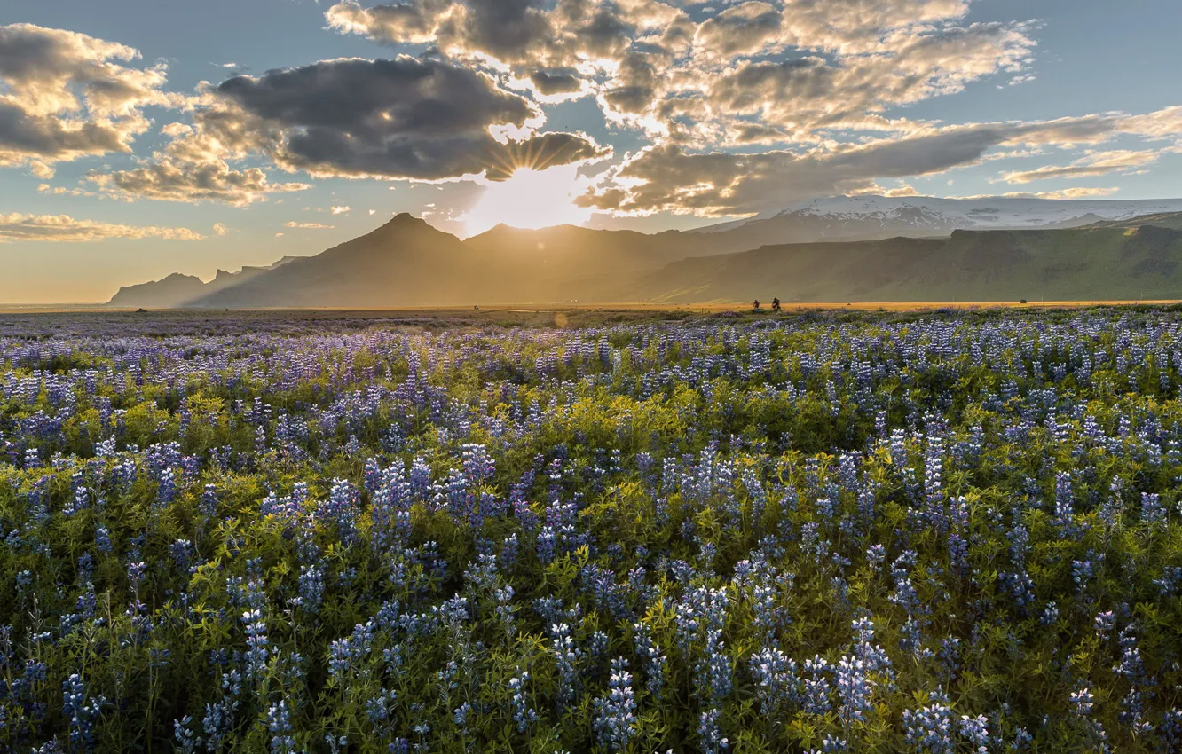 Photo wallpaper light, nature, morning, Lupine Field