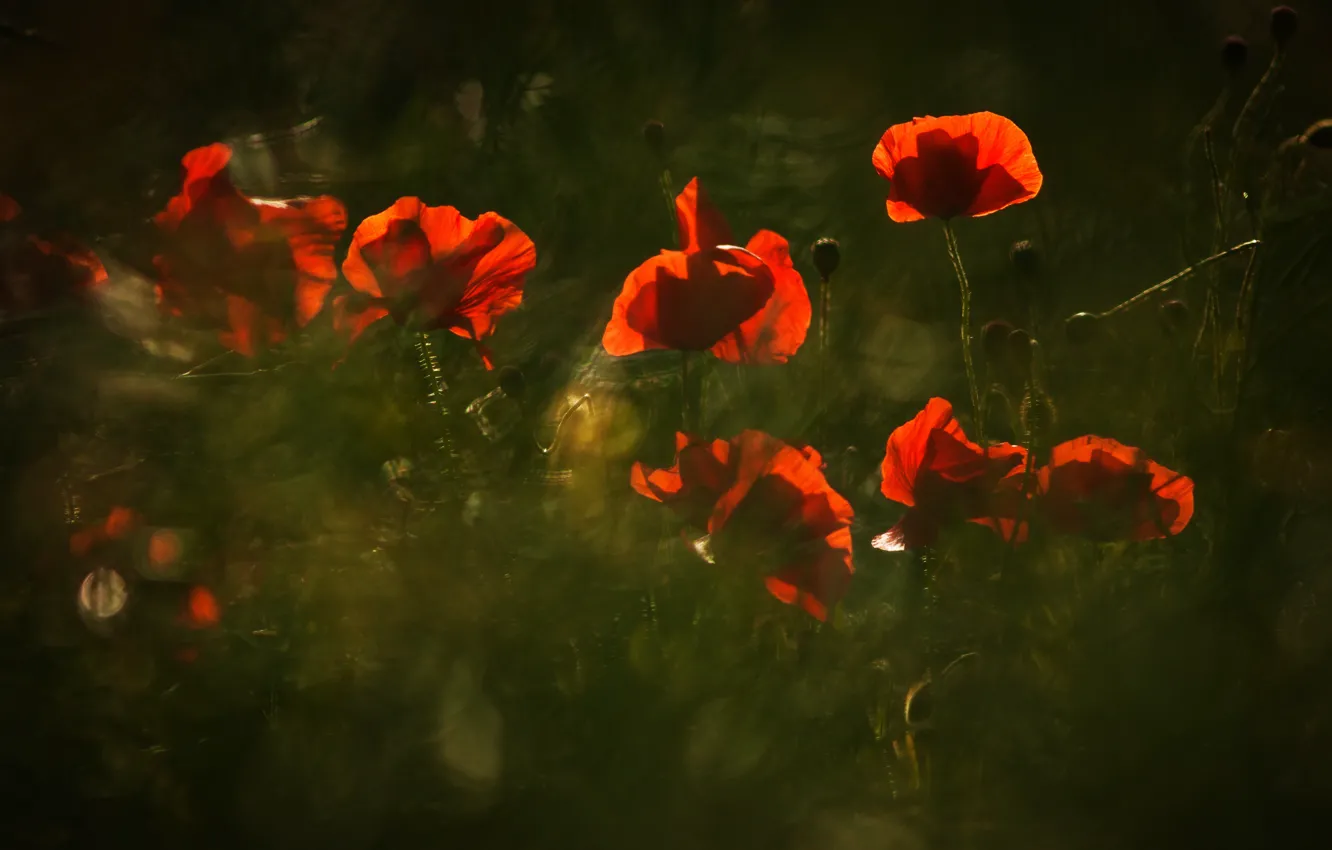 Photo wallpaper light, flowers, nature, the dark background, Mac, Maki, blur, green background