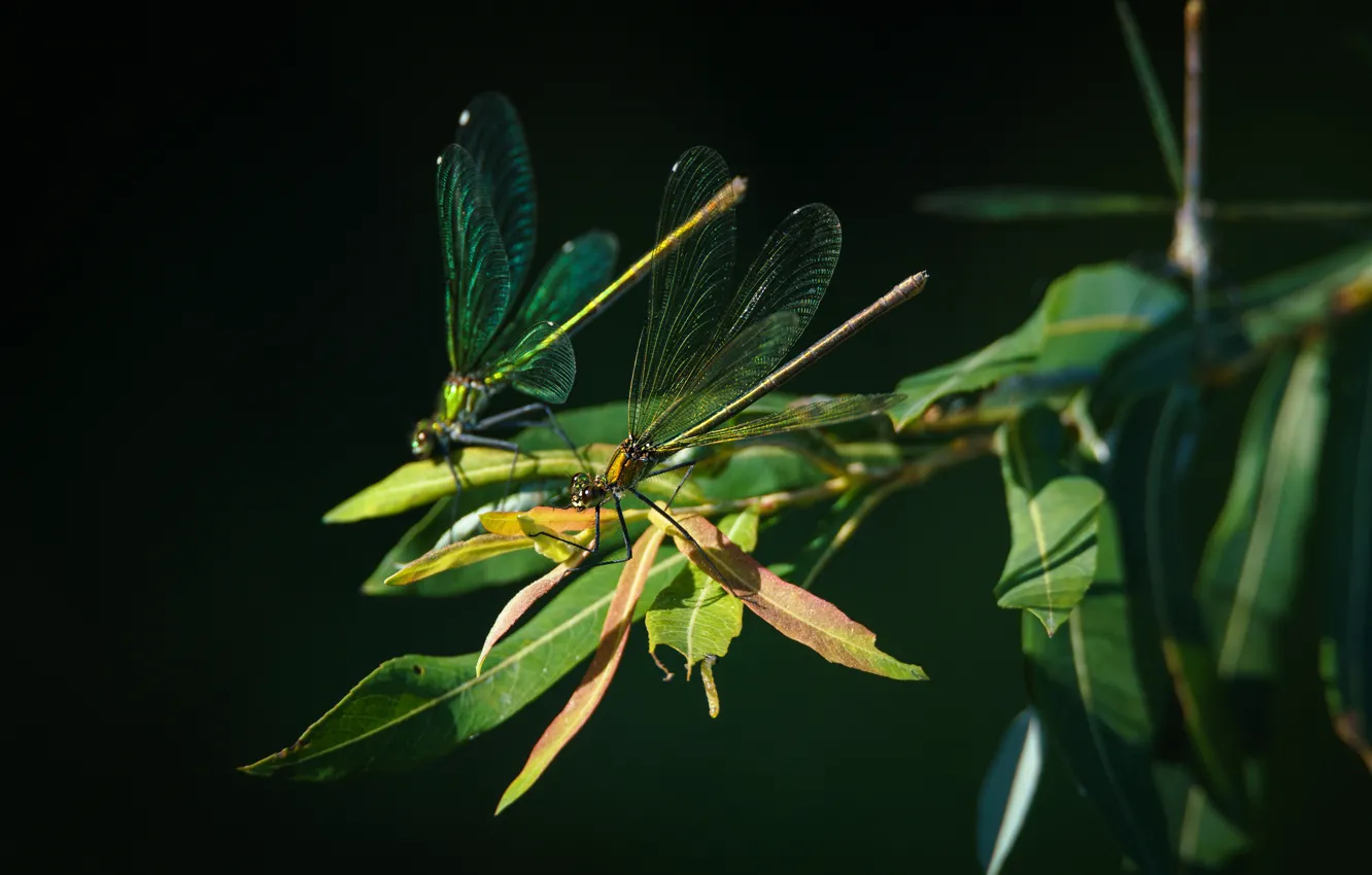 Photo wallpaper leaves, macro, the dark background, two, dragonfly, dragonflies