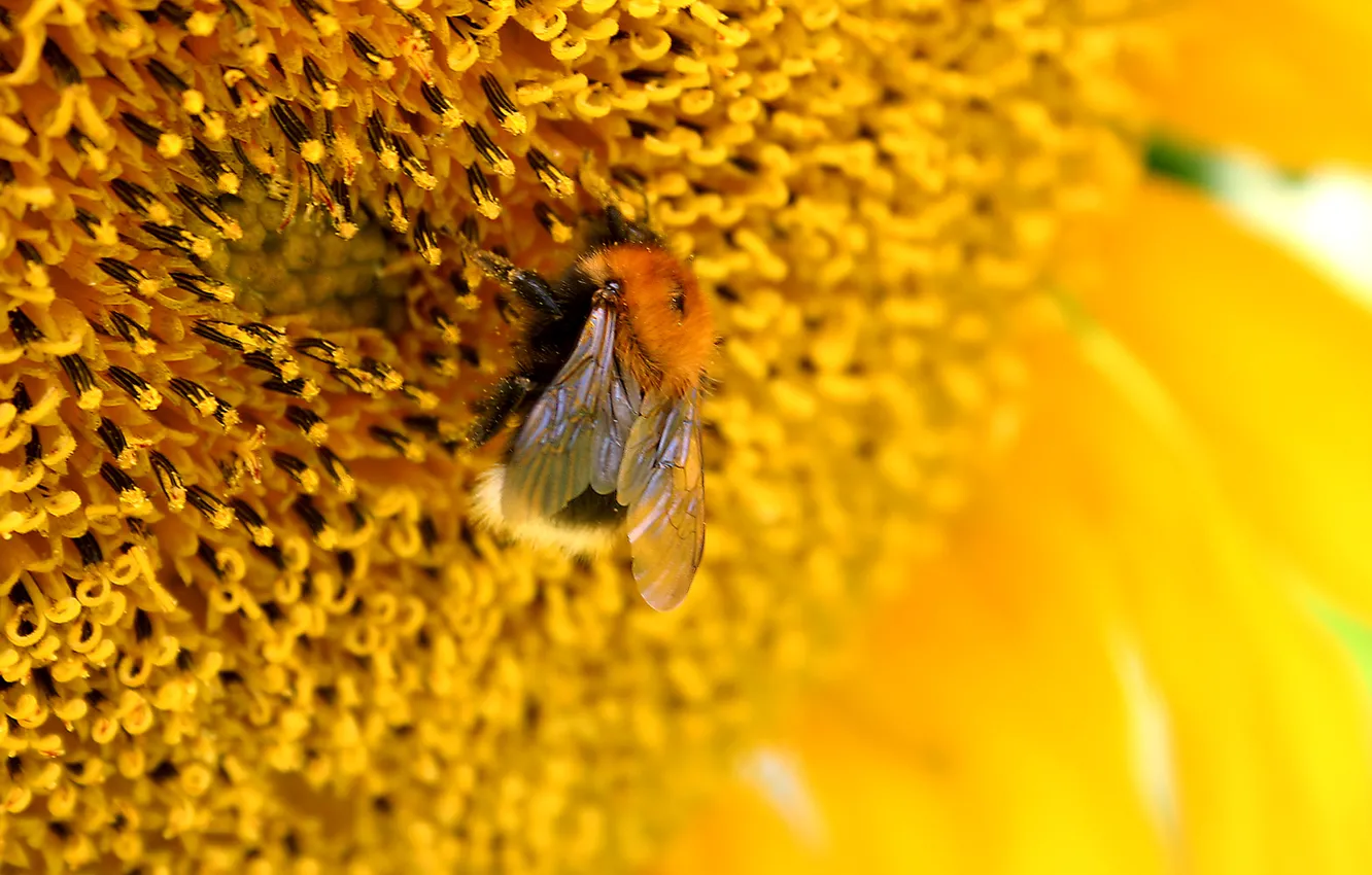 Photo wallpaper macro, flowers, yellow, bee