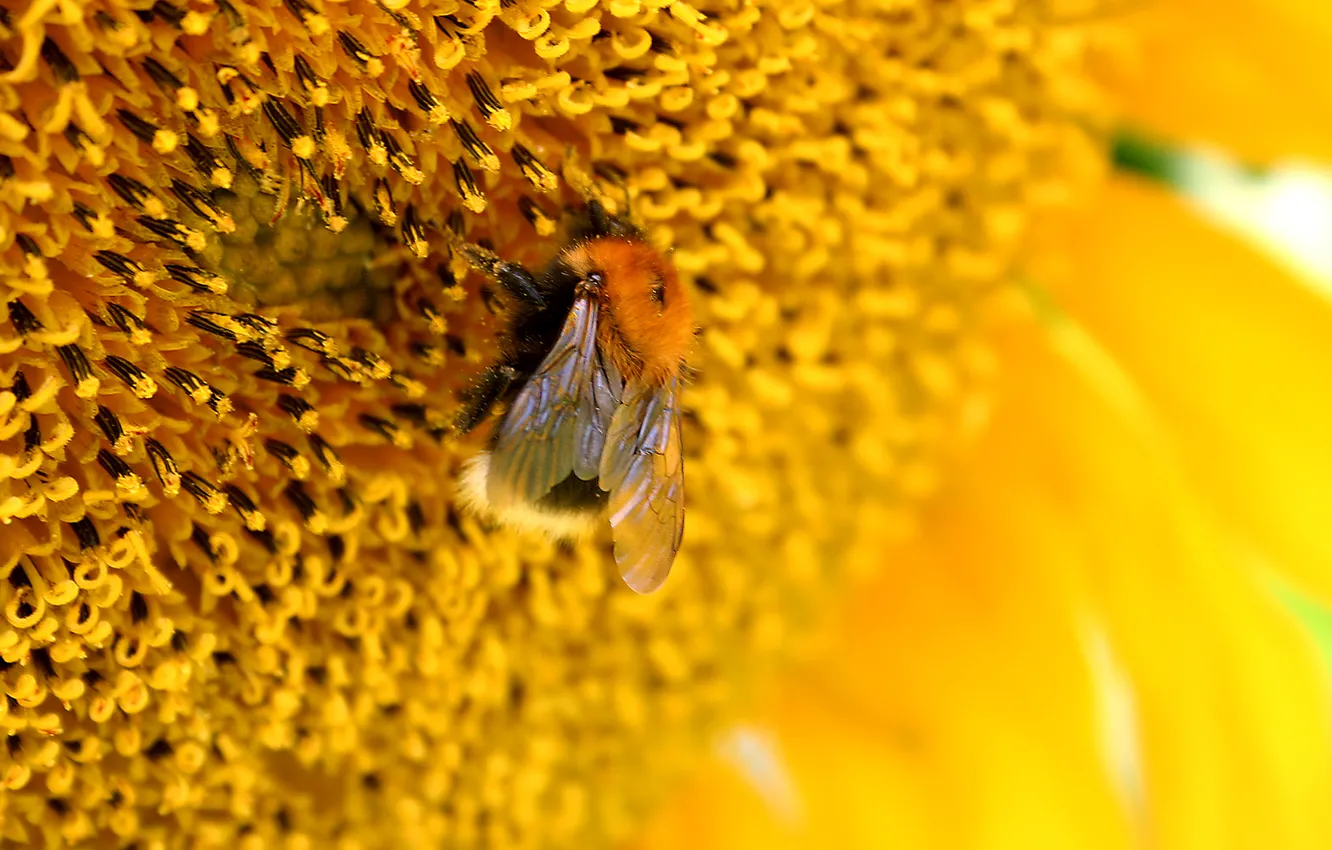 Photo wallpaper flower, macro, yellow, bee
