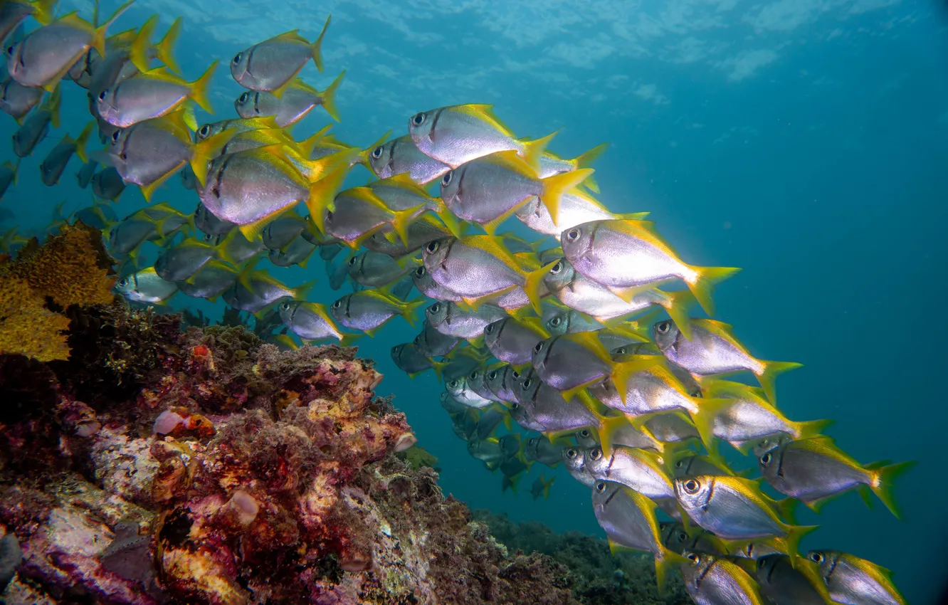Photo wallpaper sea, fish, corals, underwater world, cant