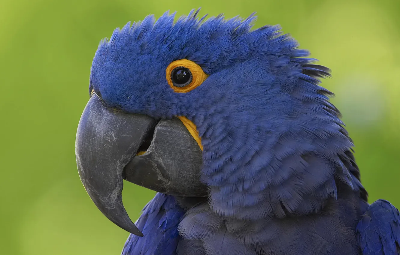 Photo wallpaper blue, beak, parrot