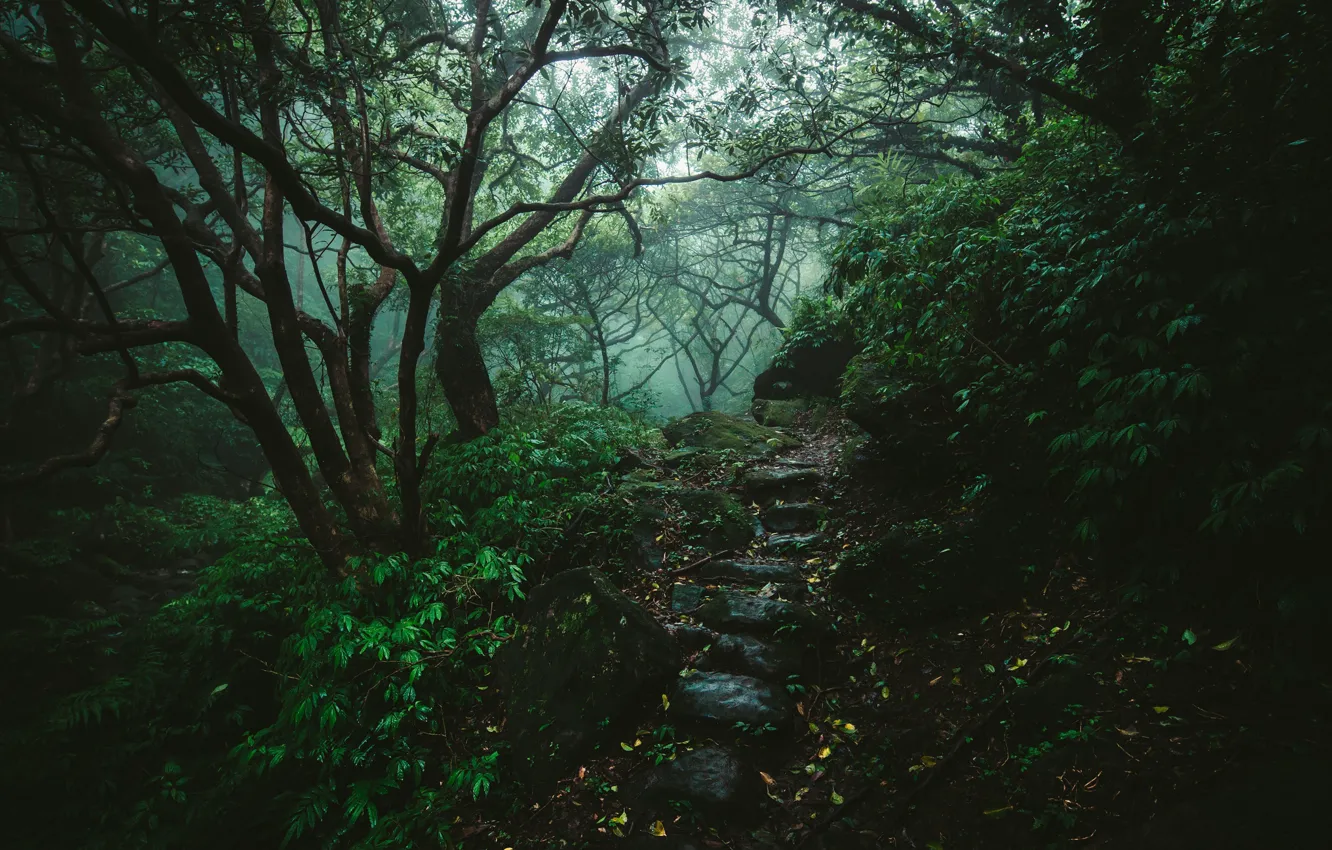 Photo wallpaper forest, trees, nature, stones, path
