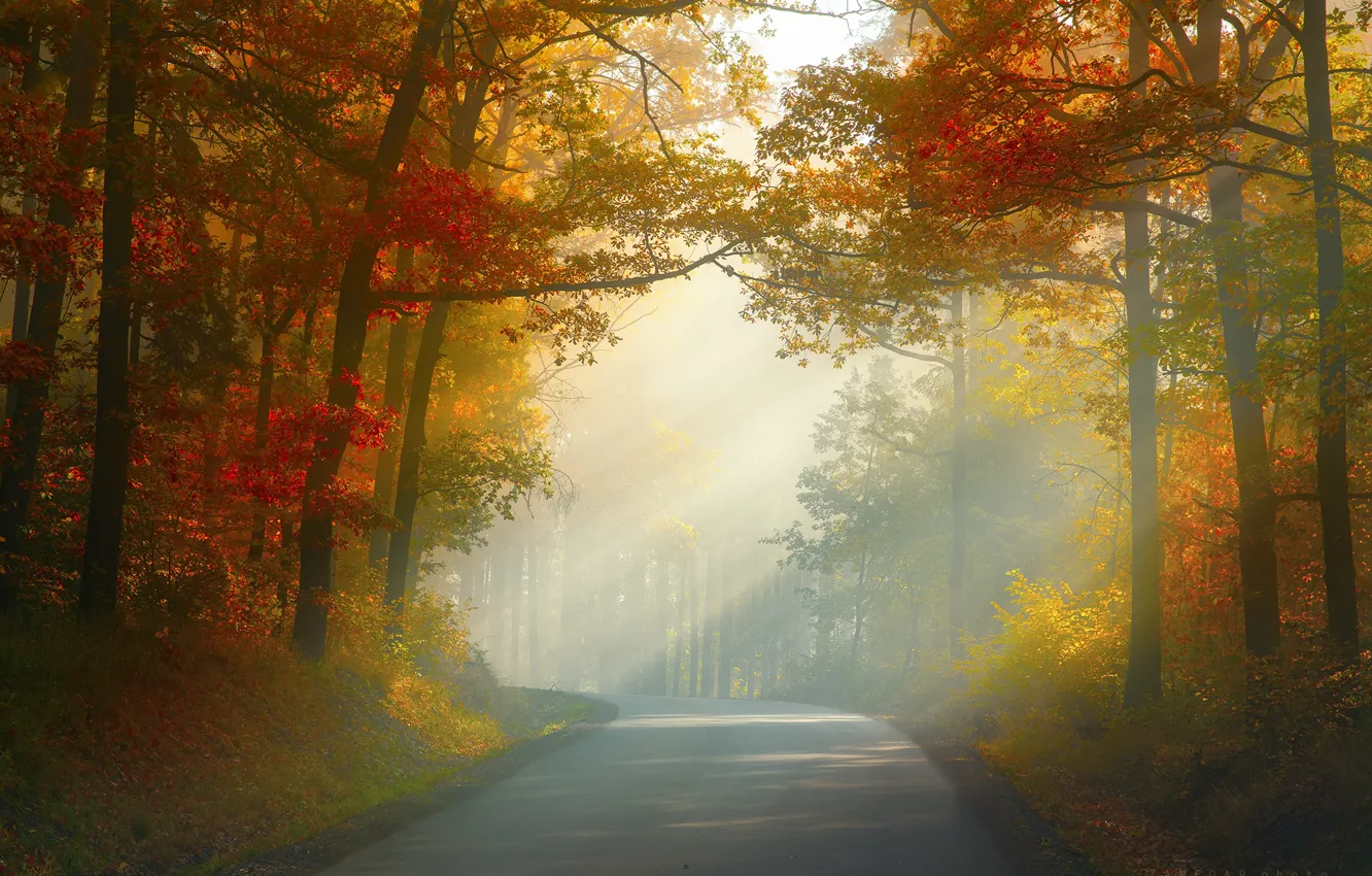 Photo wallpaper road, autumn, forest, trees, Nature, Czech Republic, Zan Foar