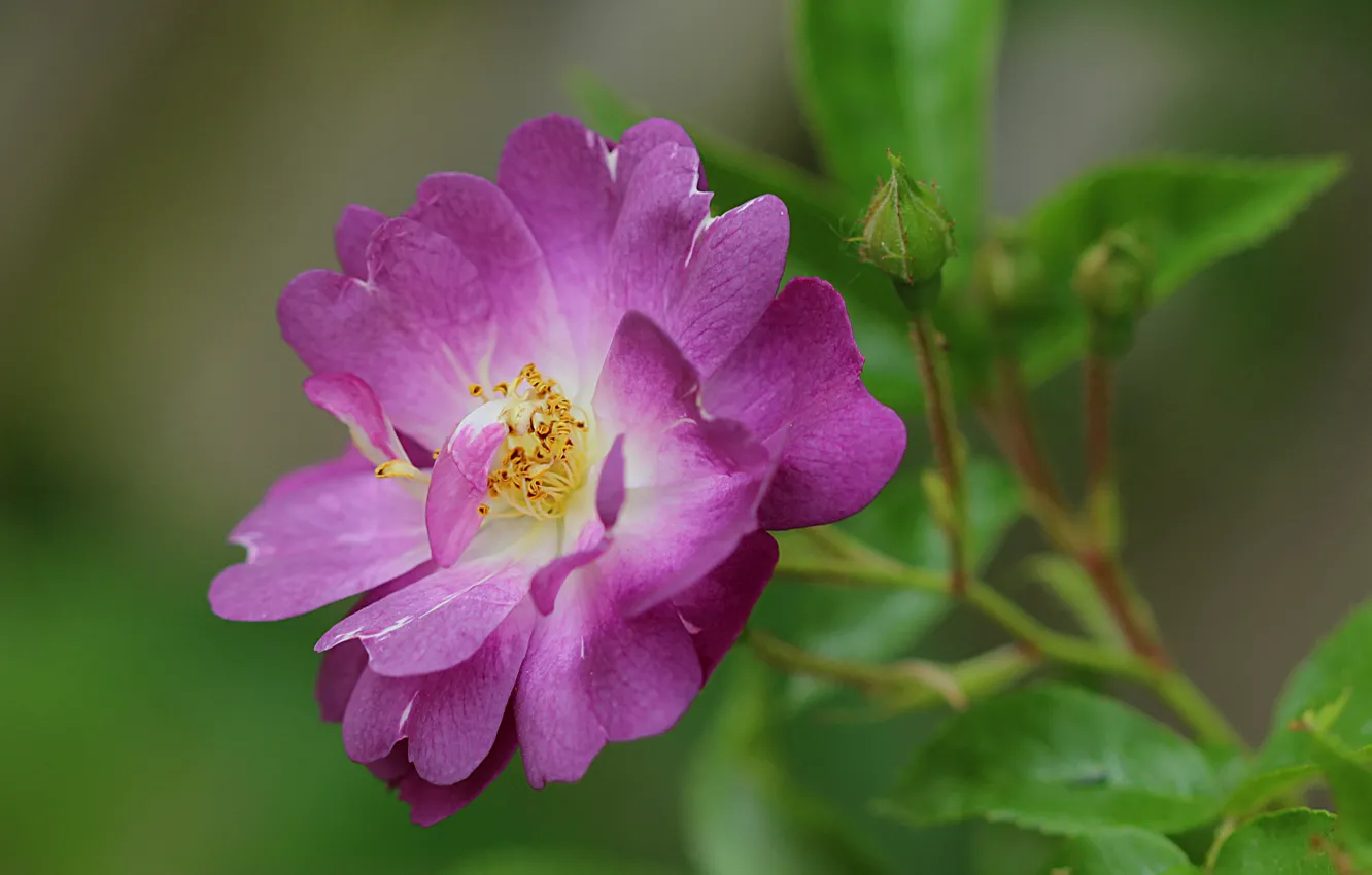 Photo wallpaper macro, roses, rose, macro