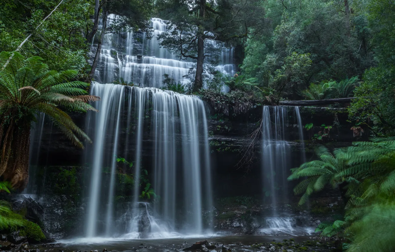 Photo wallpaper forest, waterfall, Australia, cascade, Australia, Tasmania, Tasmania, Mount Field National Park