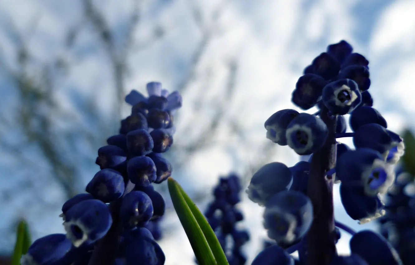 Photo wallpaper the sky, blue, spring, garden, bunches, Muscari, Belarus