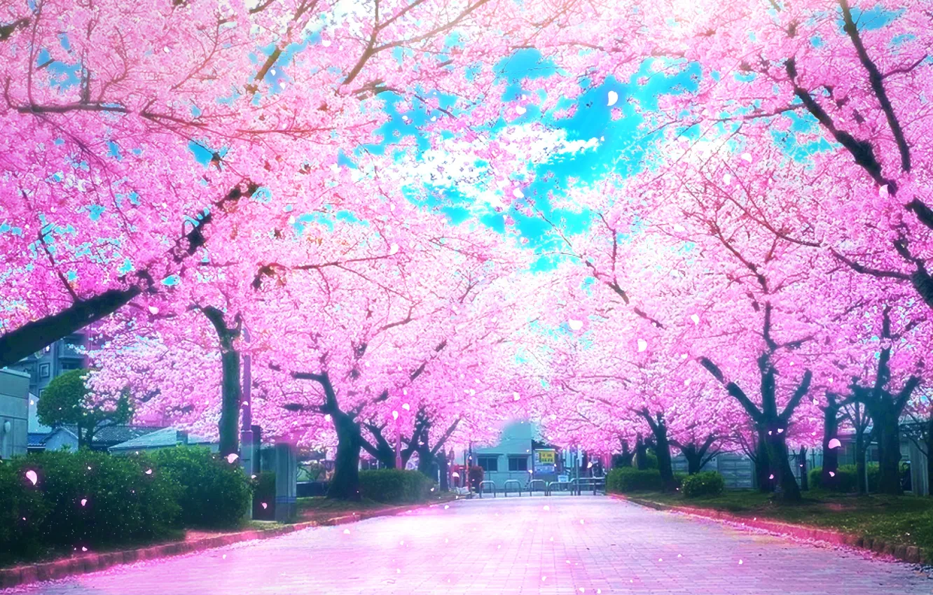 Photo wallpaper road, spring, Sakura