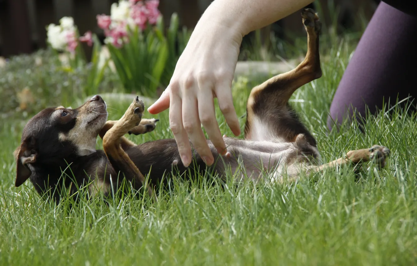 Photo wallpaper greens, grass, mood, dog, friendship, dog