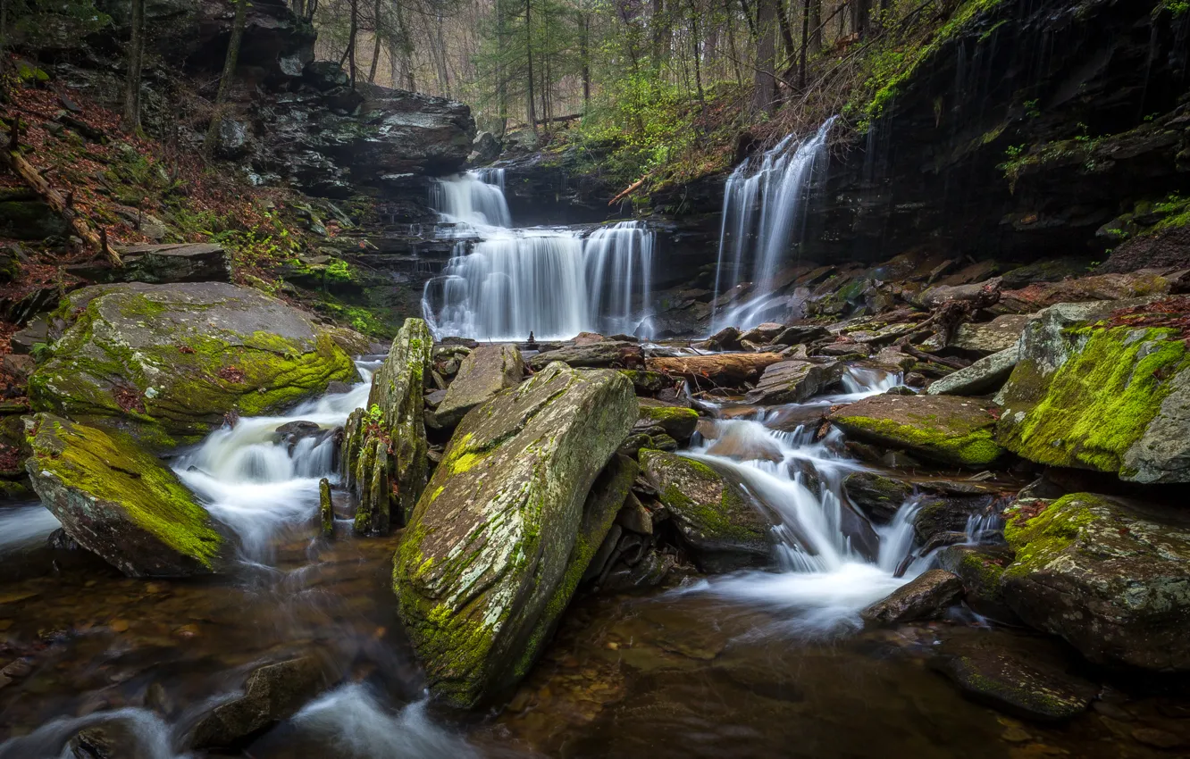 Photo wallpaper forest, trees, stream, stones, waterfall, moss, USA, Ricketts Glen State Park