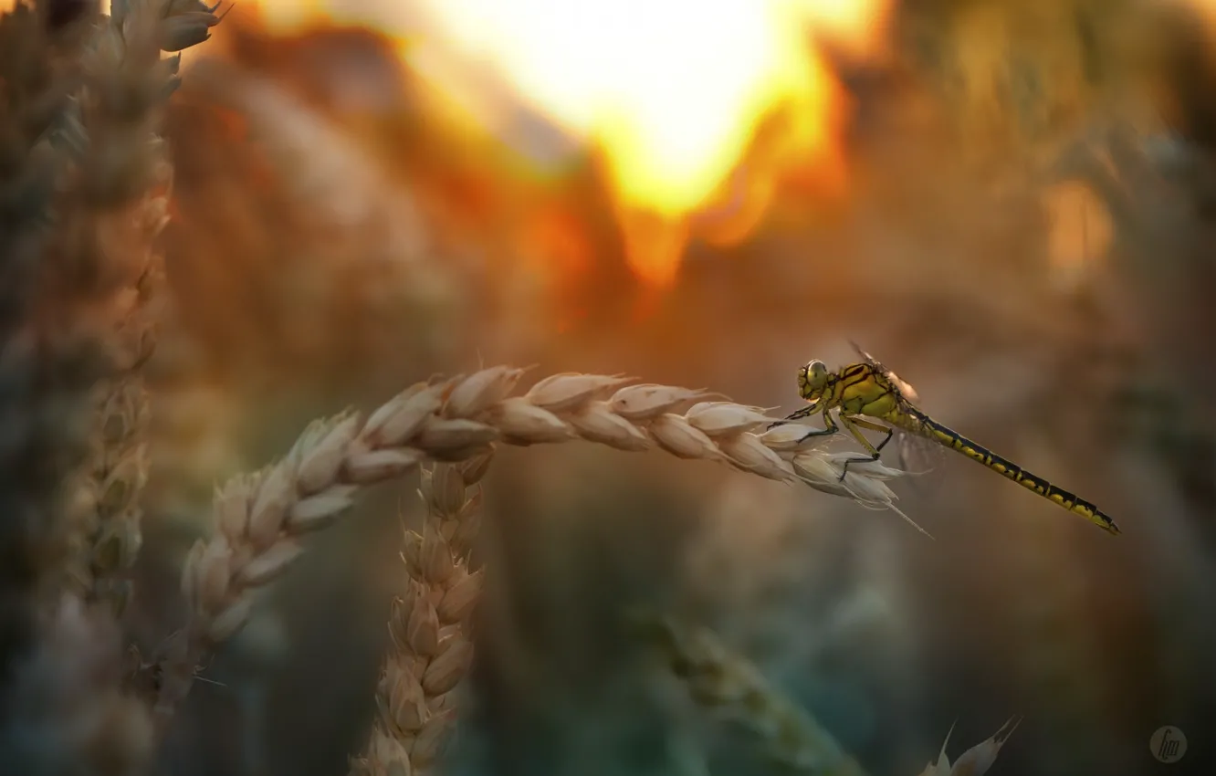 Photo wallpaper wheat, summer, dragonfly, insect