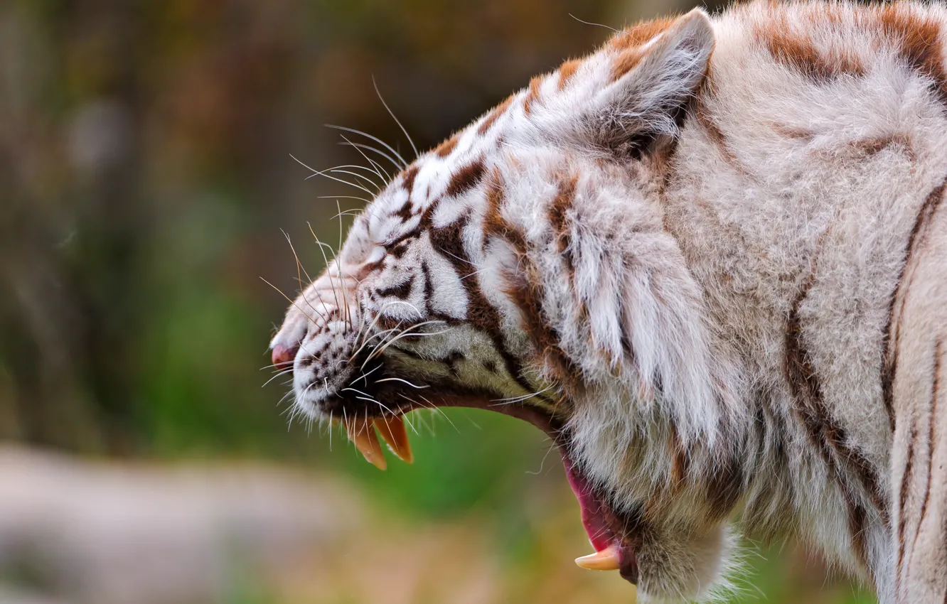 Photo wallpaper tiger, predator, mouth, fangs, white tiger
