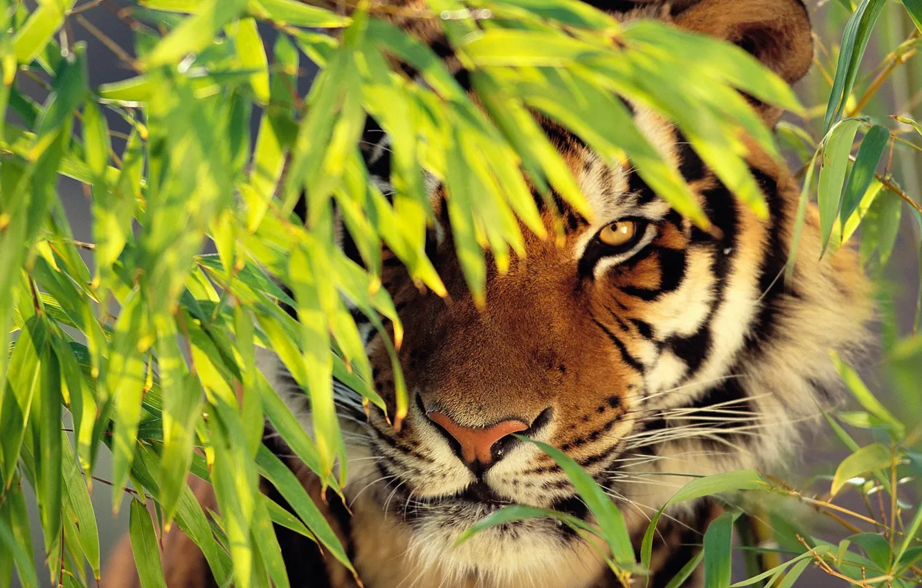 Photo wallpaper face, tiger, foliage, is, looks, zanykal