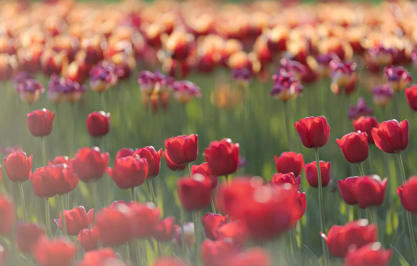 Photo wallpaper red, tulips, flowerbed, bokeh
