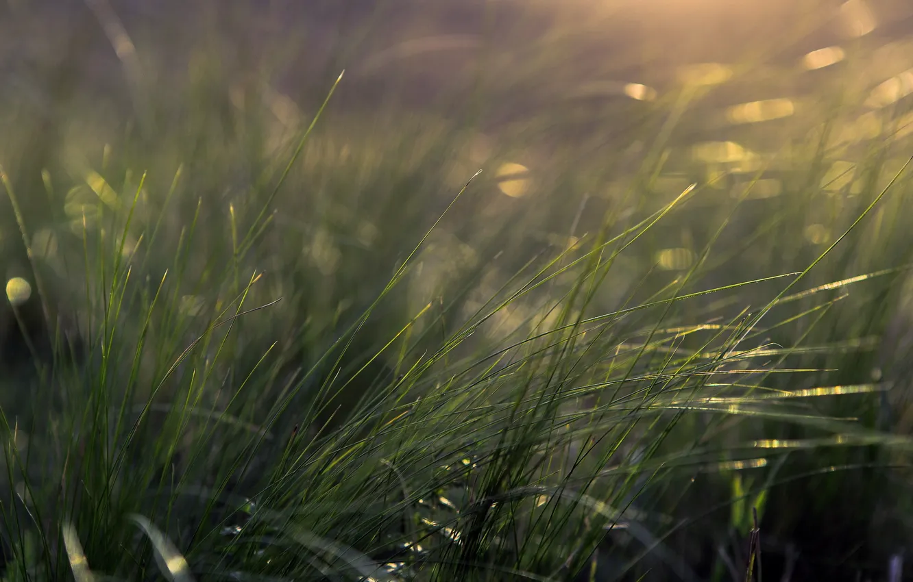 Photo wallpaper grass, macro, nature