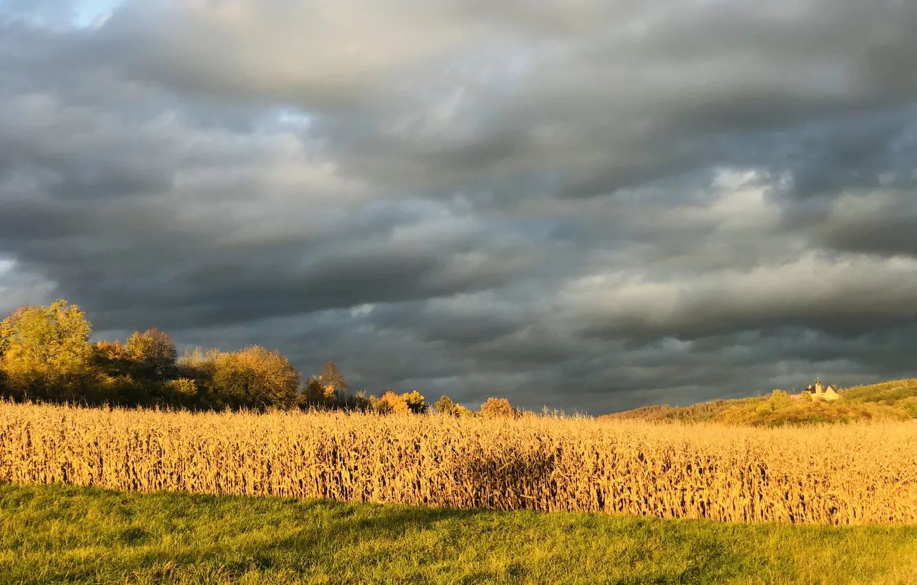 Photo wallpaper wheat, field, summer, grass, the sun, clouds, trees, clouds