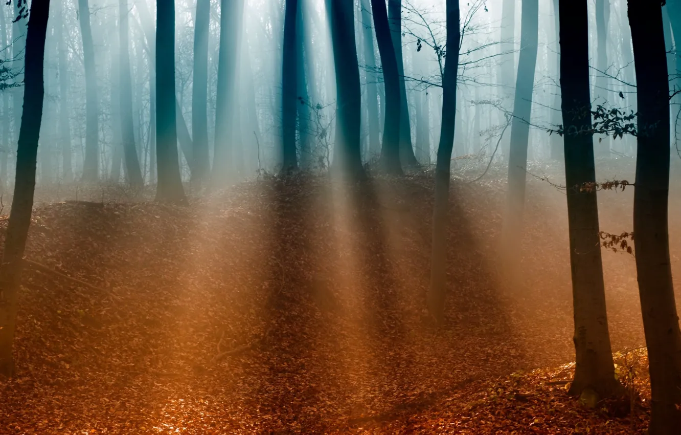 Photo wallpaper autumn, forest, leaves, trees, fog