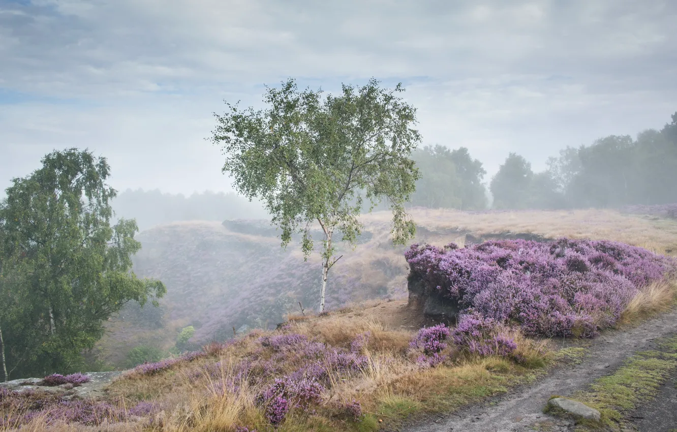 Photo wallpaper road, fog, morning