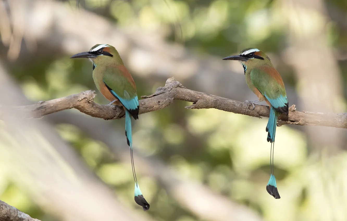 Photo wallpaper birds, branch, tail, exotic