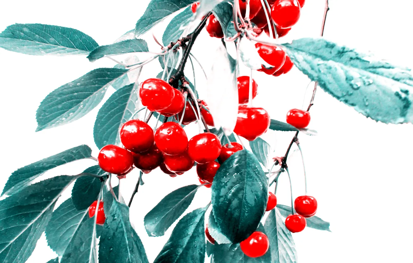 Photo wallpaper summer, Branch, Cherry