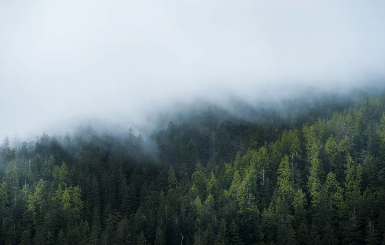 Photo wallpaper forest, fog, windows, windows 10