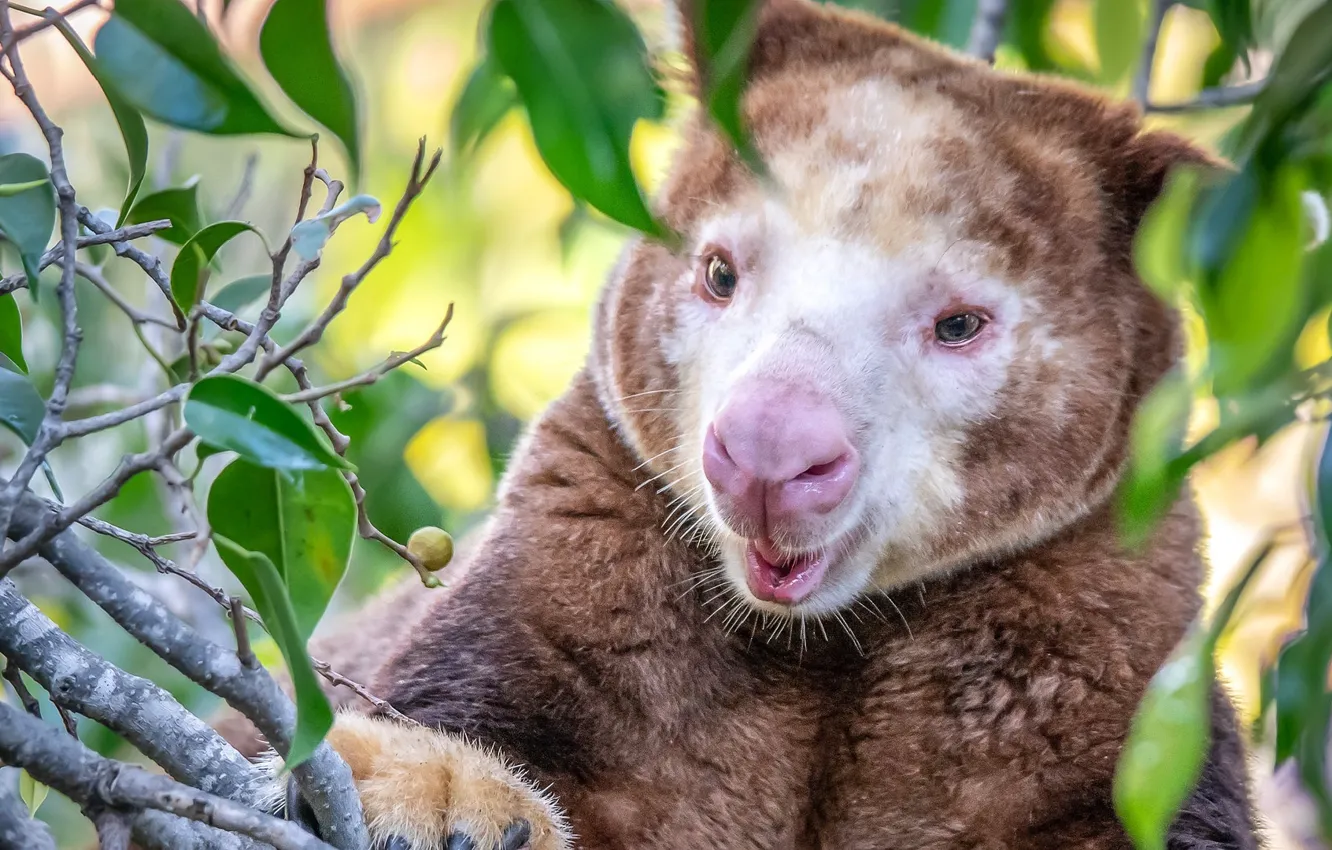 Photo wallpaper animals, kangaroo, steeplejack