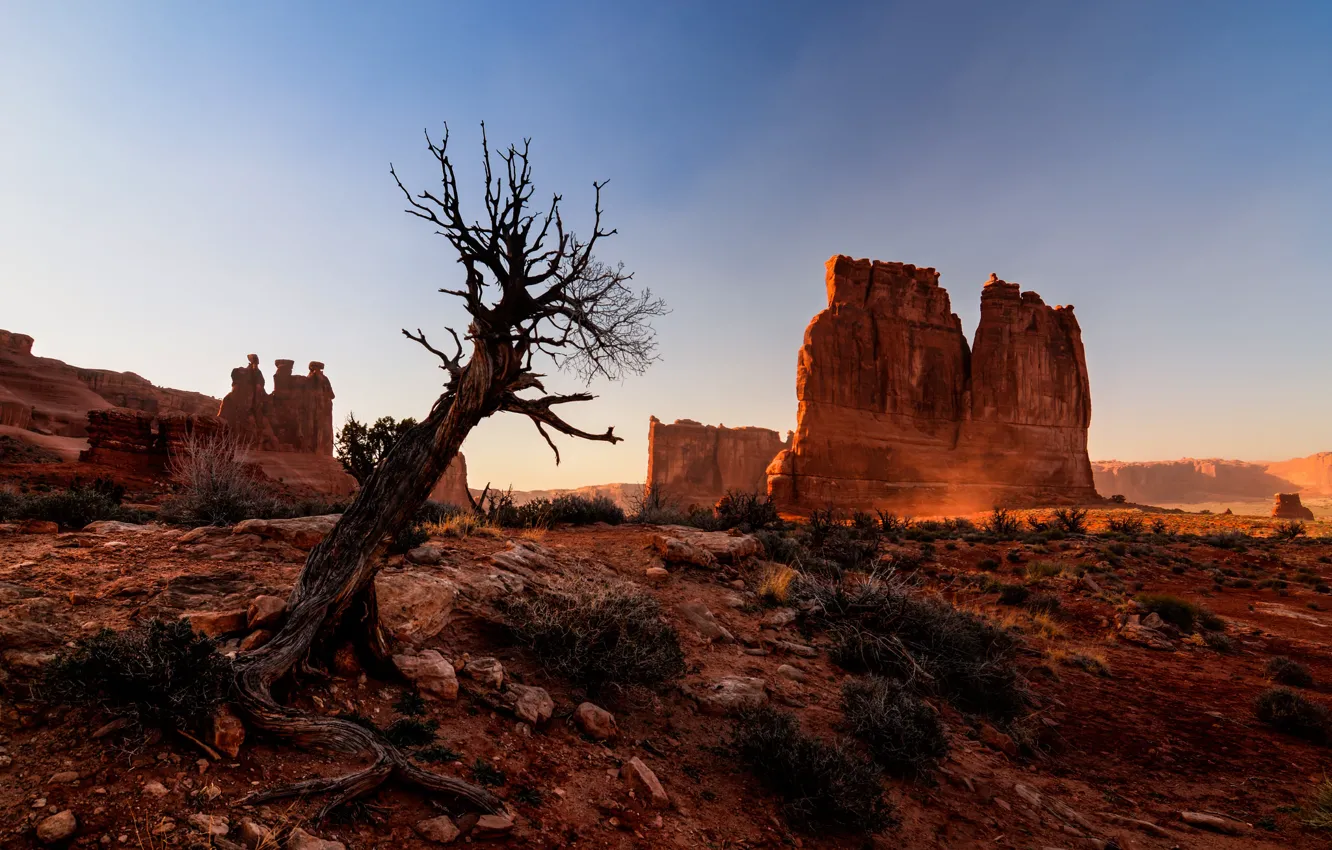 Photo wallpaper nature, tree, rocks, desert, canyon, Utah, USA, Arches National Park