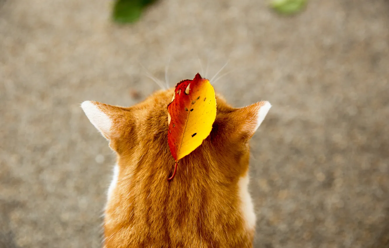 Photo wallpaper autumn, cat, animal, leaf, red, ears