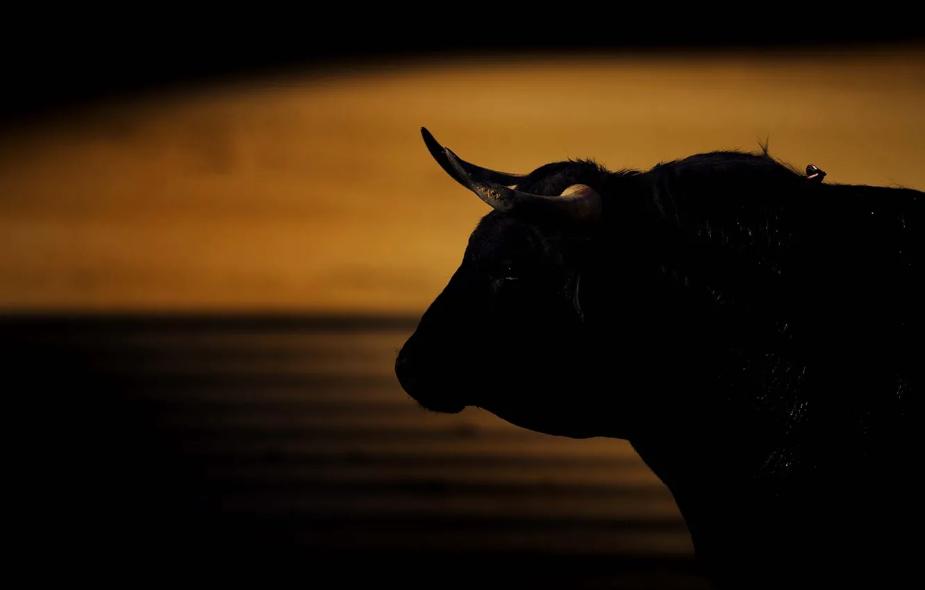 Photo wallpaper Bull, Bull, horns.background