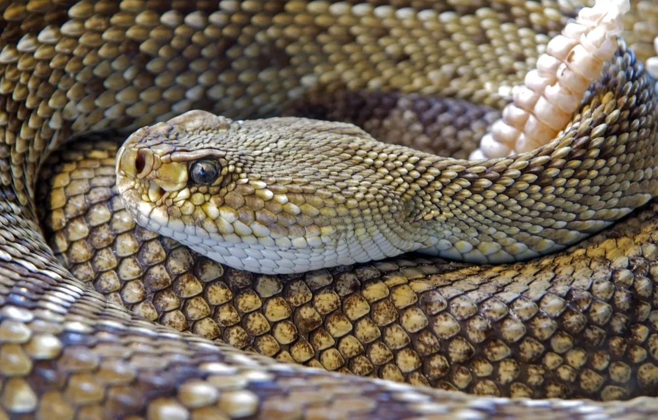 Photo wallpaper animal, hunter, Dangerous, lethal, Diamond Back Rattle Snake