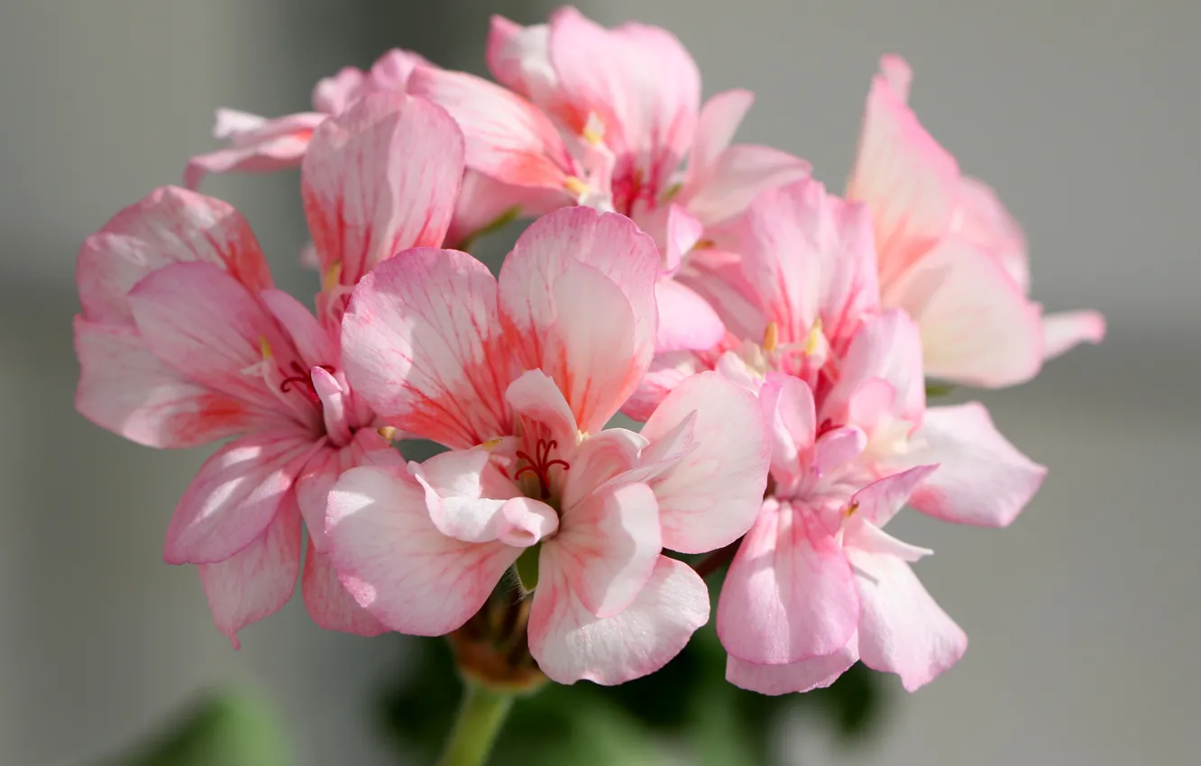Photo wallpaper photo, Flowers, Pink, Geranium