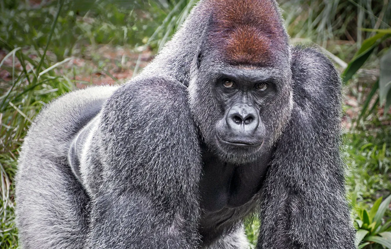 Photo wallpaper look, gorilla, grey wool