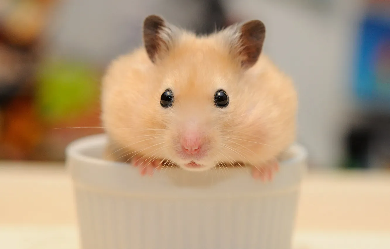 Photo wallpaper look, hamster, red, pot, face, blur, rodent, home