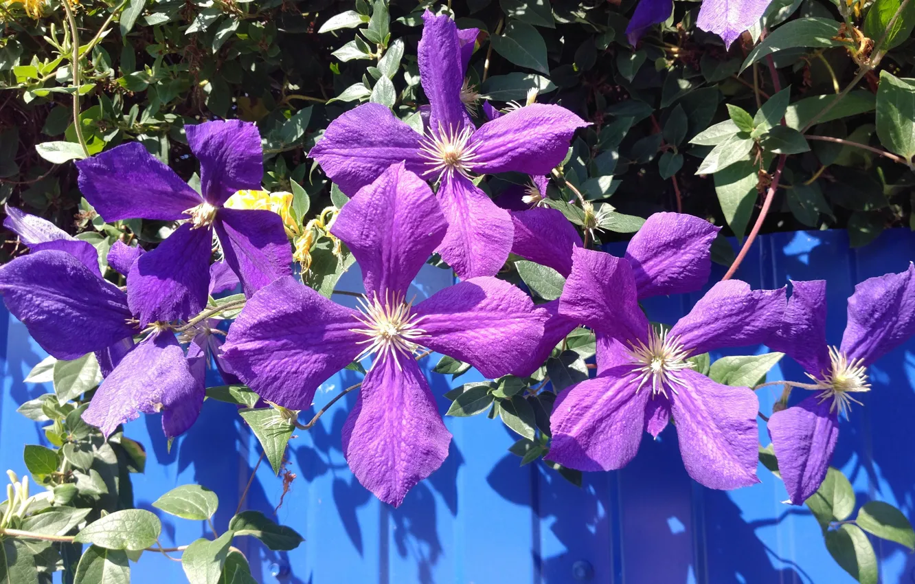 Photo wallpaper flowers, color, clematis, Meduzanol ©
