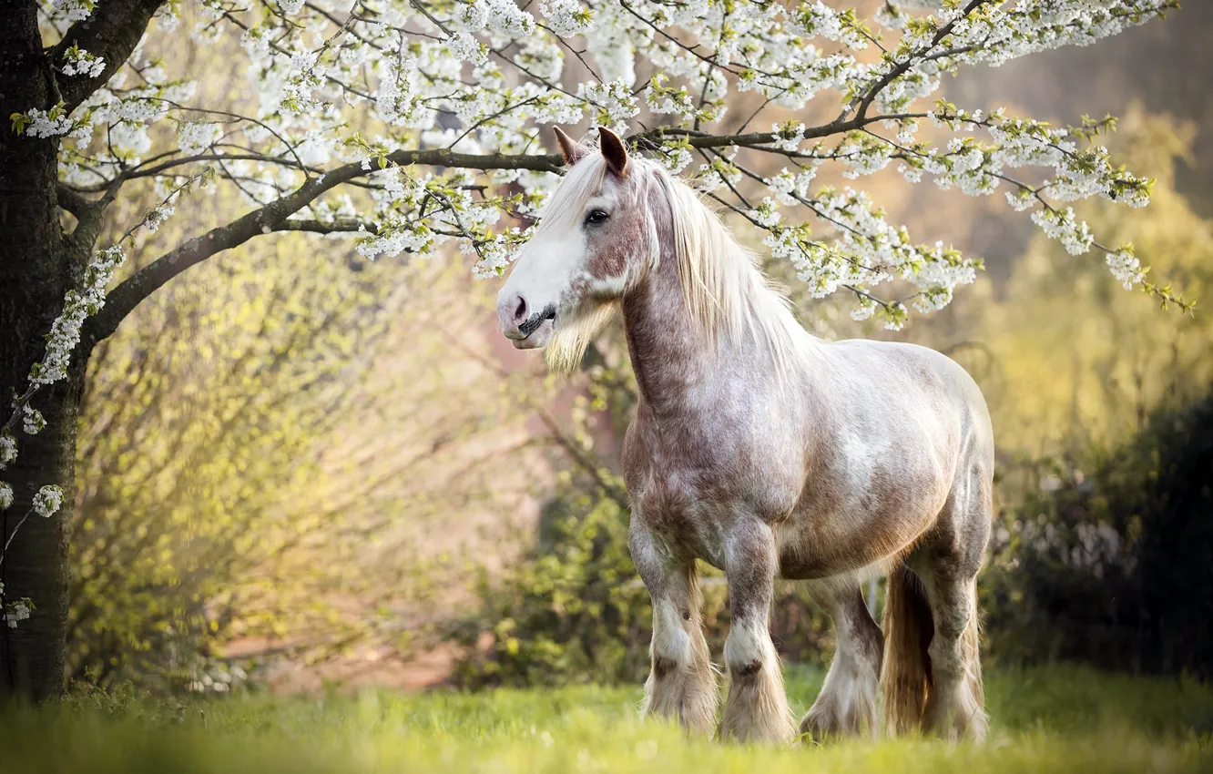 Photo wallpaper trees, nature, horse, spring