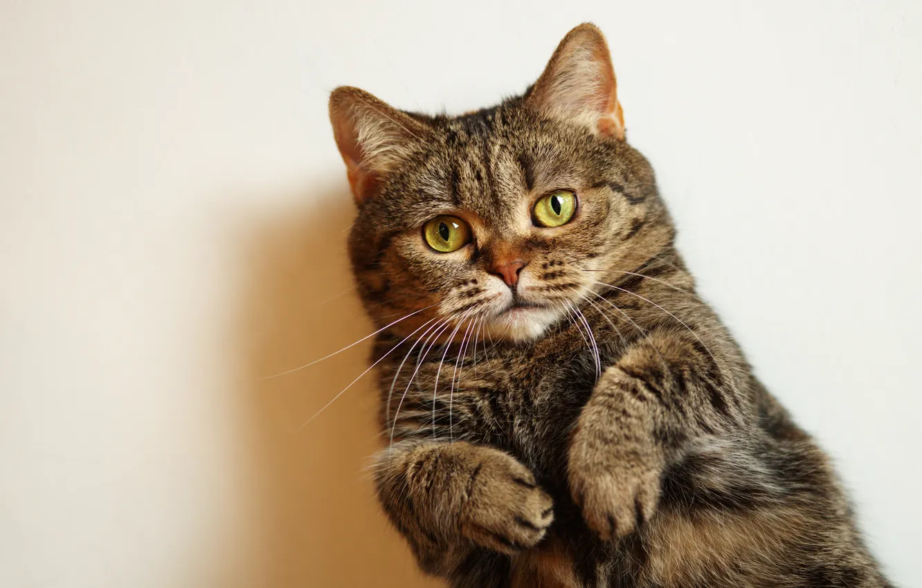 Photo wallpaper cat, cat, look, pose, grey, legs, shadow, lies