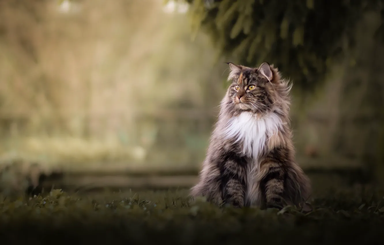 Photo wallpaper cat, grass, cat, look, branches, nature, pose, glade