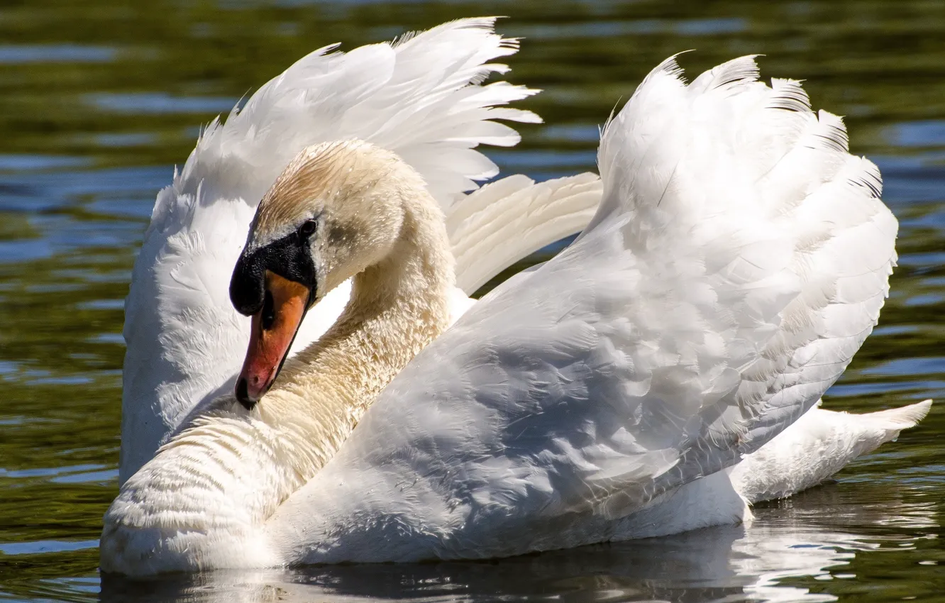 Photo wallpaper white, water, bird, wings, grace, swans, neck