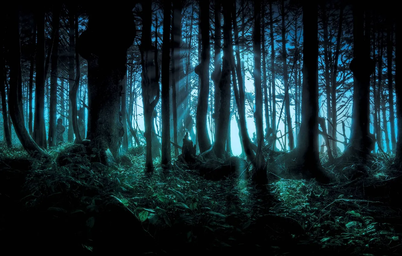 Photo wallpaper forest, trees, night