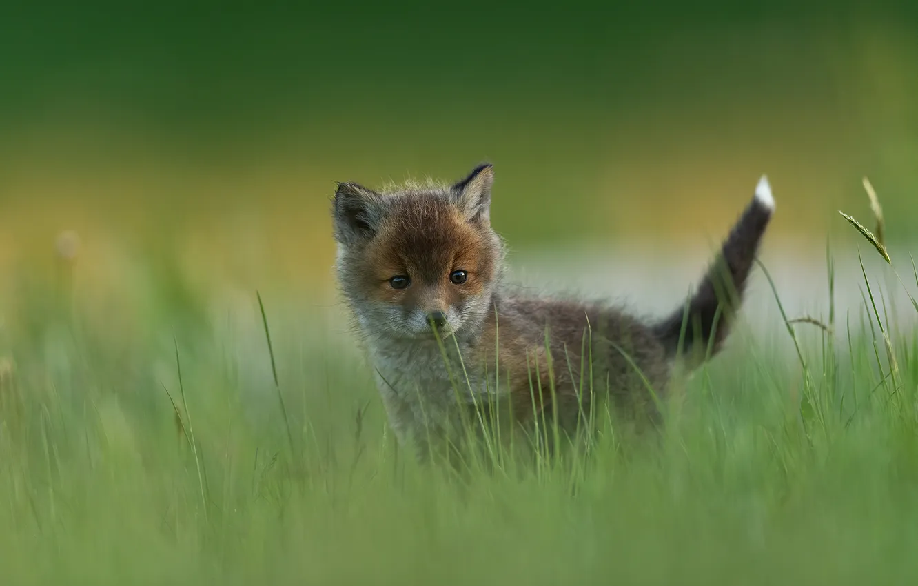 Photo wallpaper grass, glade, Fox, face, Fox