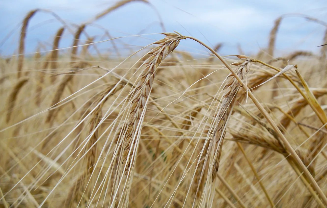 Photo wallpaper wheat, field, the sky, macro, clouds, nature, beauty, grain