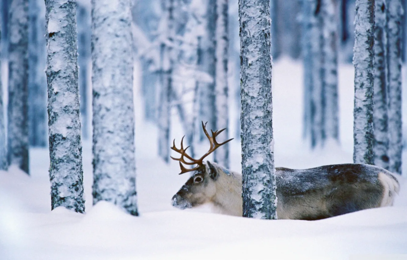 Photo wallpaper winter, forest, snow, trees, nature, deer