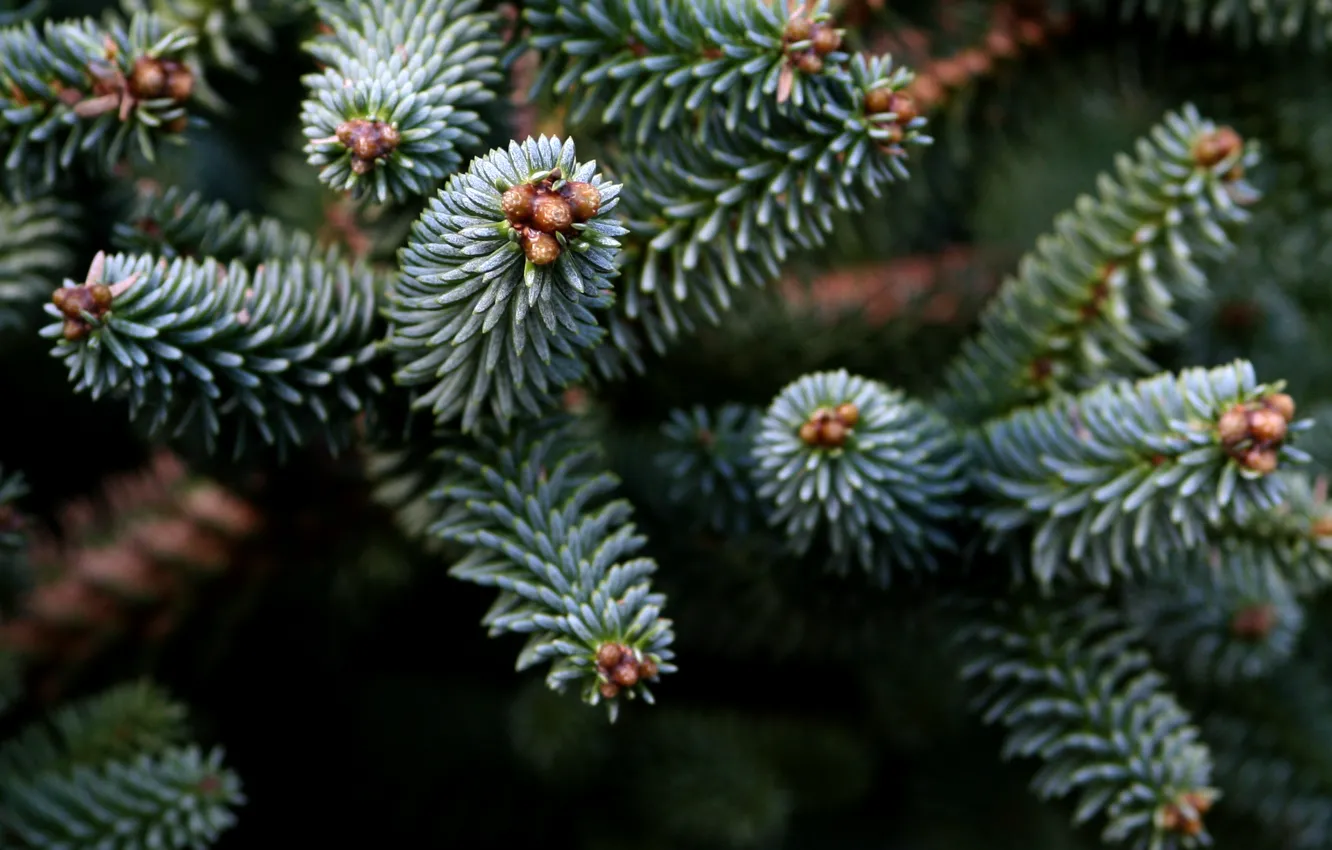 Photo wallpaper trees, needles, branches, nature, spruce, needles