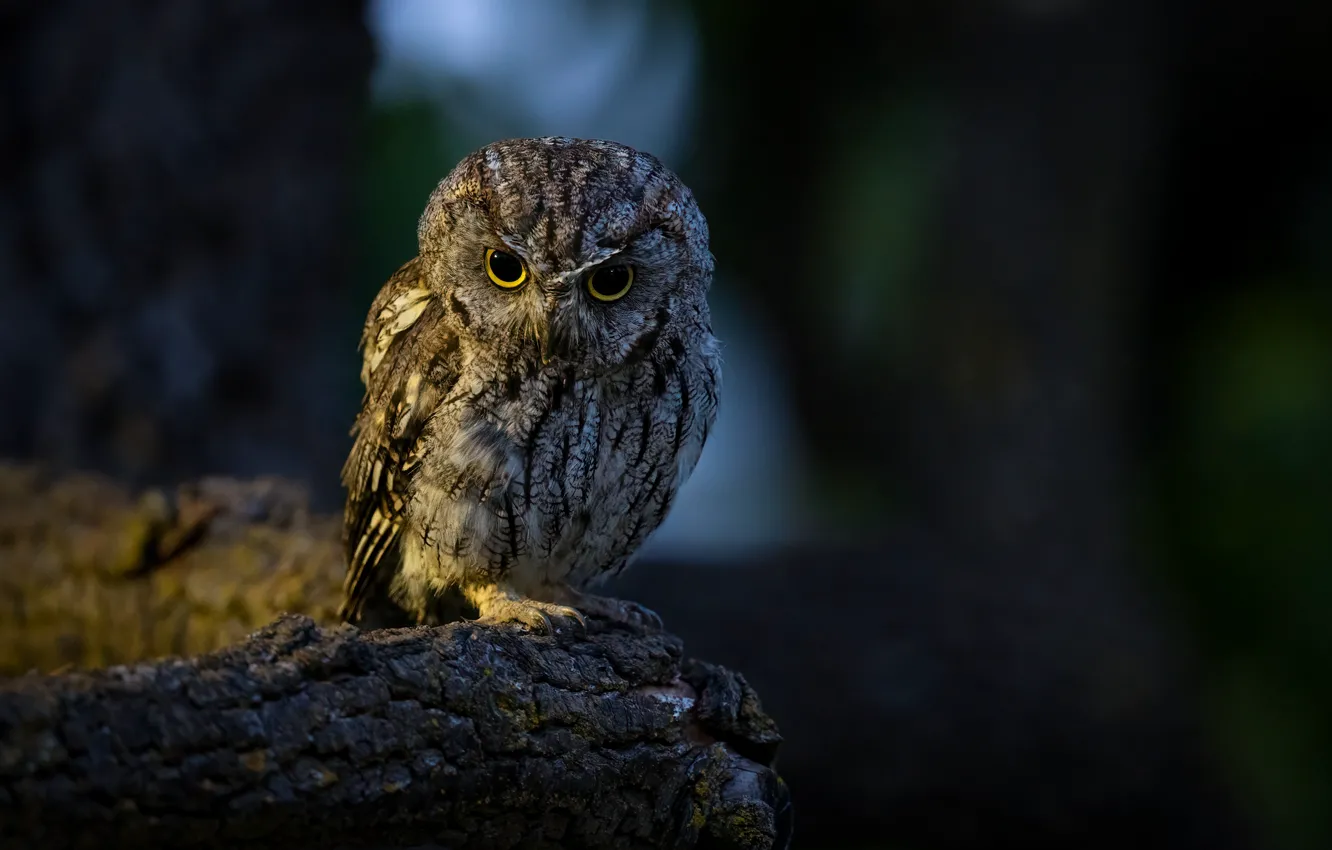 Photo wallpaper look, light, trees, nature, the dark background, owl, bird, bitches