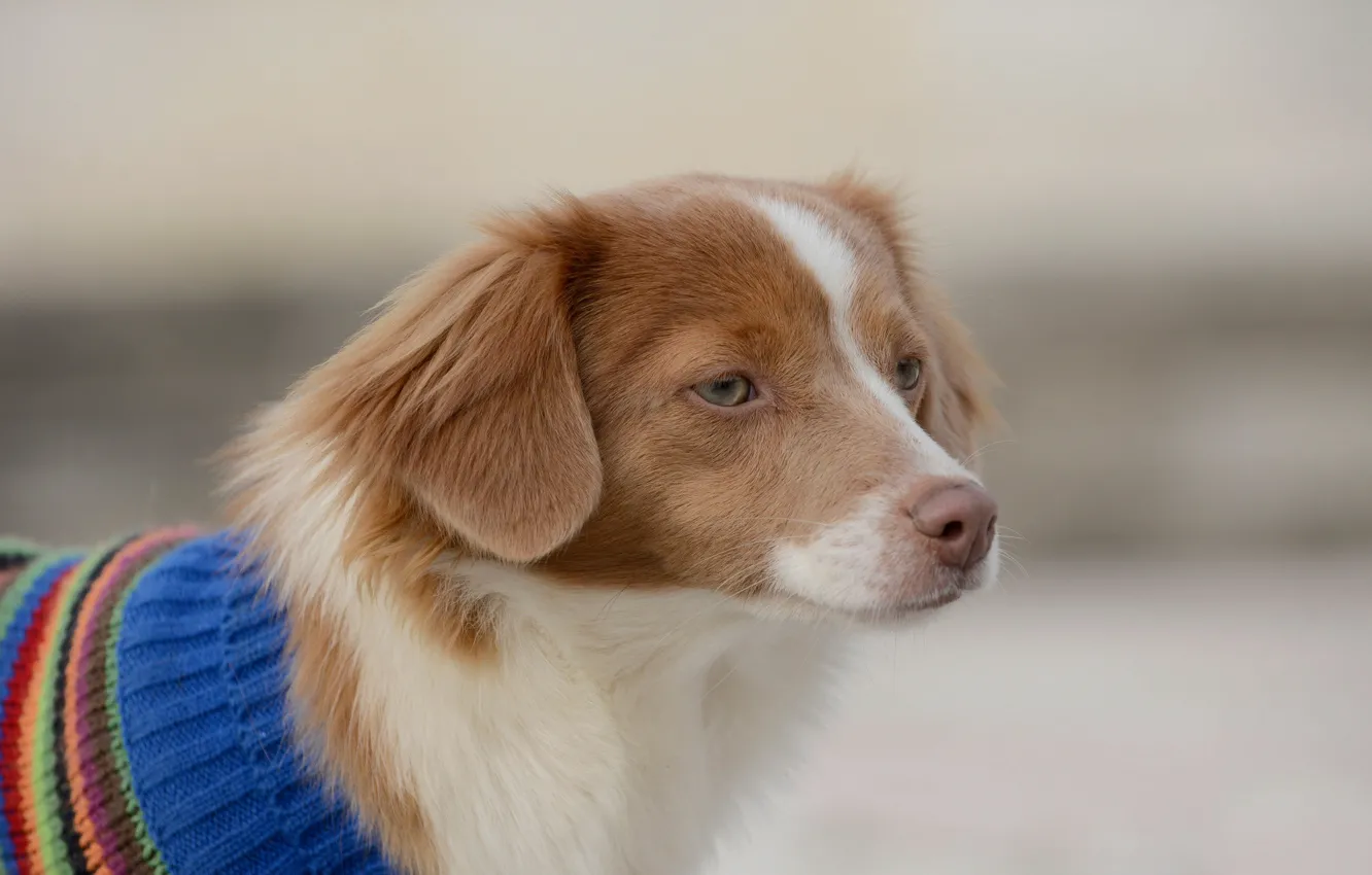 Photo wallpaper look, each, Spaniel