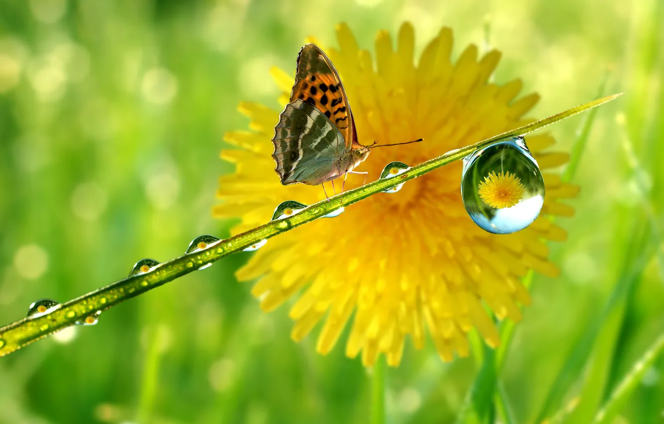 Photo wallpaper reflection, dandelion, butterfly, drop, stem